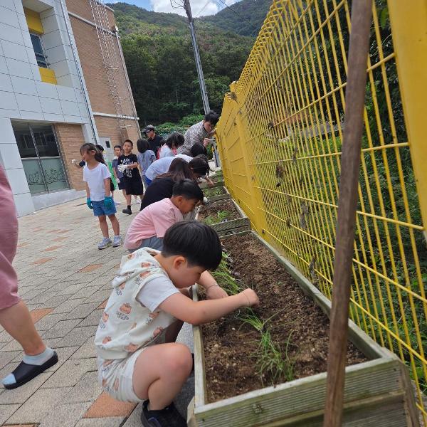 체험활동(파,당근,무 심기)